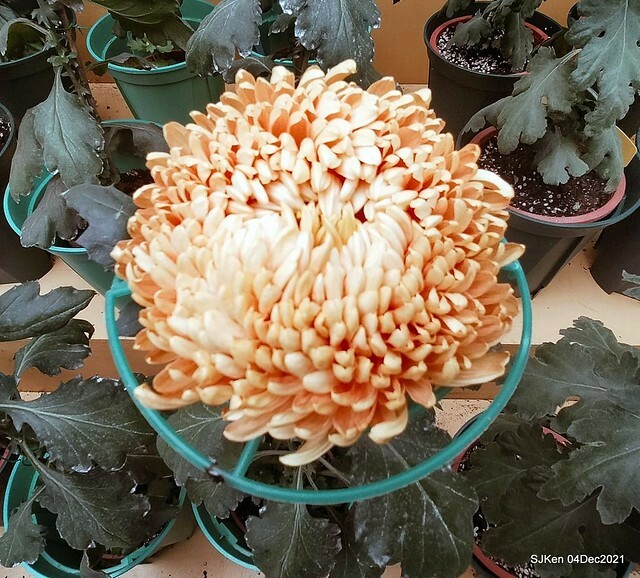 士林官邸2021「菊來運轉」花展 (Shilin Residence Chrysanthesmum Festival), Nov 26 ~ Dec 12, 2021, Taipei, Taiwan, SJKen, Dec 4, 2021.