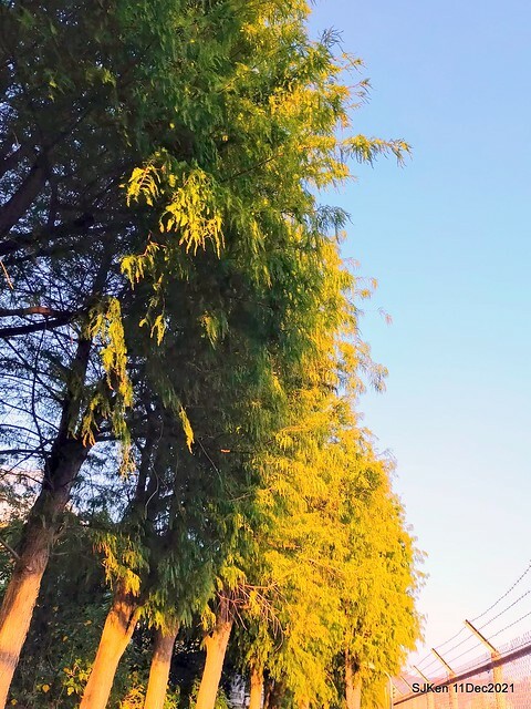 Larix pine trail nearby Fuxinggang metro station, Taipei, Taiwan, SJKen, Dec 11, 2021.