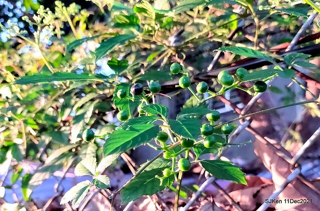 Larix pine trail nearby Fuxinggang metro station, Taipei, Taiwan, SJKen, Dec 11, 2021.