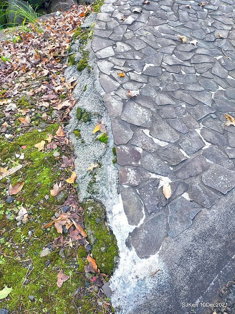 Larix pine garden plaza at Nangang, Taipei, Taiwan, SJKen, Dec 10, 2021.