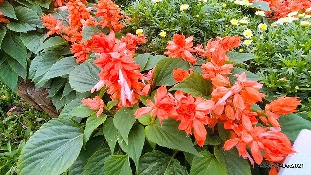 士林官邸2021「菊來運轉」花展 (Shilin Residence Chrysanthesmum Festival), Nov 26 ~ Dec 12, 2021, Taipei, Taiwan, SJKen, Dec 4, 2021.