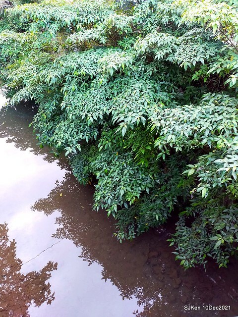 Larix pine garden plaza at Nangang, Taipei, Taiwan, SJKen, Dec 10, 2021.