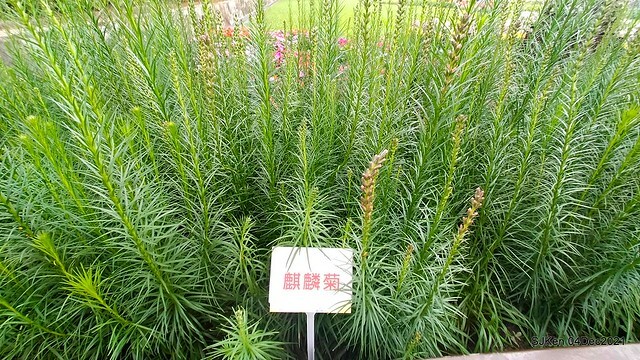 士林官邸2021「菊來運轉」花展 (Shilin Residence Chrysanthesmum Festival), Nov 26 ~ Dec 12, 2021, Taipei, Taiwan, SJKen, Dec 4, 2021.