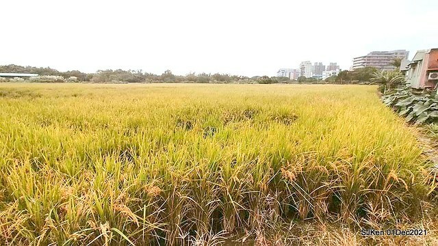 2021「熊愛關渡」稻草裝置藝術展(Bear art exhibition at Kuandu , Taipei, Taiwan, SJKen, Dec 1, 2021.