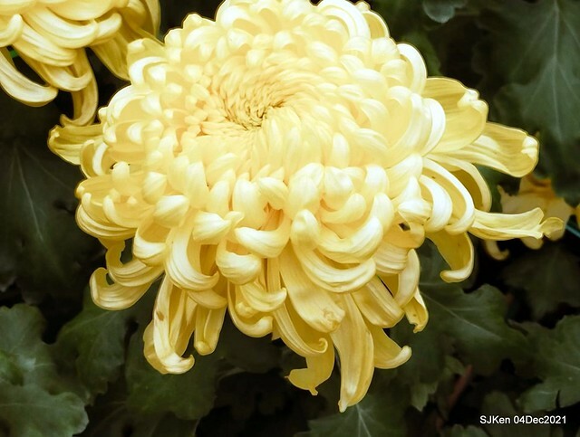 士林官邸2021「菊來運轉」花展 (Shilin Residence Chrysanthesmum Festival), Nov 26 ~ Dec 12, 2021, Taipei, Taiwan, SJKen, Dec 4, 2021.