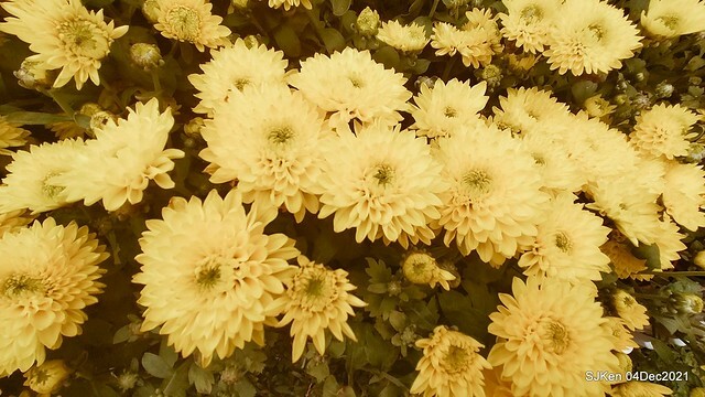 士林官邸2021「菊來運轉」花展 (Shilin Residence Chrysanthesmum Festival), Nov 26 ~ Dec 12, 2021, Taipei, Taiwan, SJKen, Dec 4, 2021.