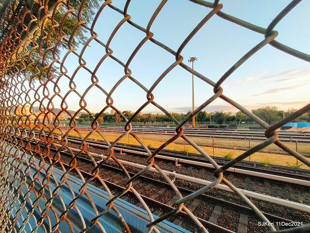 Larix pine trail nearby Fuxinggang metro station, Taipei, Taiwan, SJKen, Dec 11, 2021.