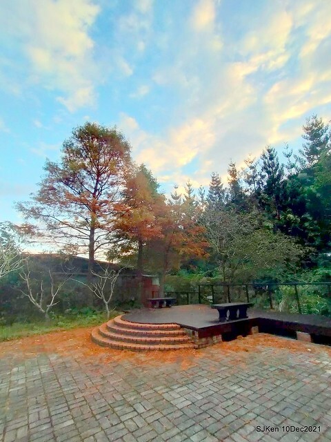 Larix pine garden plaza at Nangang, Taipei, Taiwan, SJKen, Dec 10, 2021.