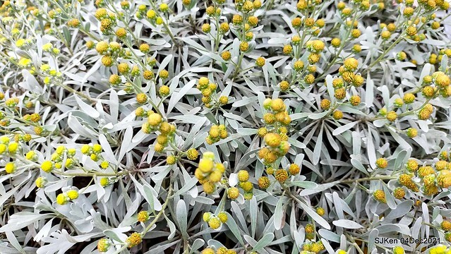 士林官邸2021「菊來運轉」花展 (Shilin Residence Chrysanthesmum Festival), Nov 26 ~ Dec 12, 2021, Taipei, Taiwan, SJKen, Dec 4, 2021.