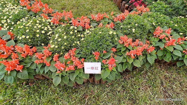 士林官邸2021「菊來運轉」花展 (Shilin Residence Chrysanthesmum Festival), Nov 26 ~ Dec 12, 2021, Taipei, Taiwan, SJKen, Dec 4, 2021.