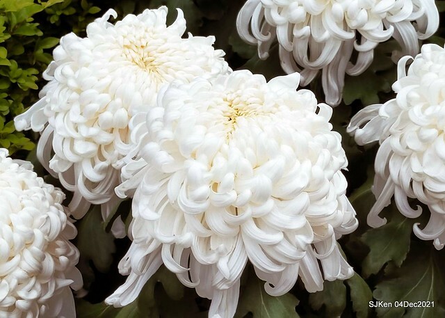 士林官邸2021「菊來運轉」花展 (Shilin Residence Chrysanthesmum Festival), Nov 26 ~ Dec 12, 2021, Taipei, Taiwan, SJKen, Dec 4, 2021.