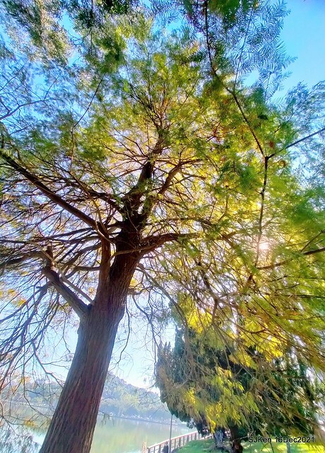 Larix pine at Bi-Hu garden, Taipei, Taiwan, SJKen, Dec 16,2021.