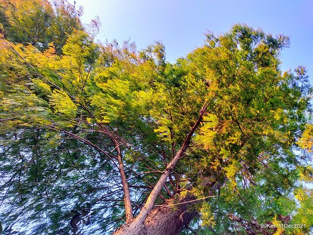 Larix pine trail nearby Fuxinggang metro station, Taipei, Taiwan, SJKen, Dec 11, 2021.