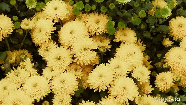 士林官邸2021「菊來運轉」花展 (Shilin Residence Chrysanthesmum Festival), Nov 26 ~ Dec 12, 2021, Taipei, Taiwan, SJKen, Dec 4, 2021.