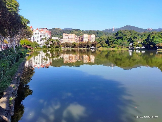 Larix pine at Bi-Hu garden, Taipei, Taiwan, SJKen, Dec 16,2021.