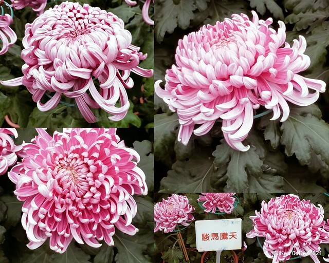 士林官邸2021「菊來運轉」花展 (Shilin Residence Chrysanthesmum Festival), Nov 26 ~ Dec 12, 2021, Taipei, Taiwan, SJKen, Dec 4, 2021.