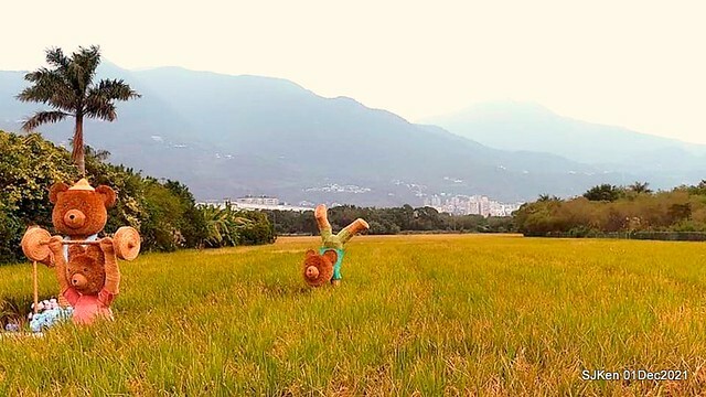 2021「熊愛關渡」稻草裝置藝術展(Bear art exhibition at Kuandu , Taipei, Taiwan, SJKen, Dec 1, 2021.