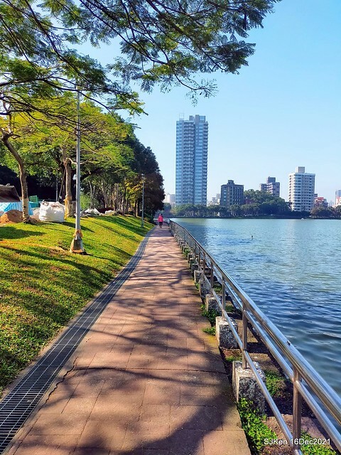 Larix pine at Bi-Hu garden, Taipei, Taiwan, SJKen, Dec 16,2021.