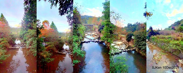 Larix pine garden plaza at Nangang, Taipei, Taiwan, SJKen, Dec 10, 2021.