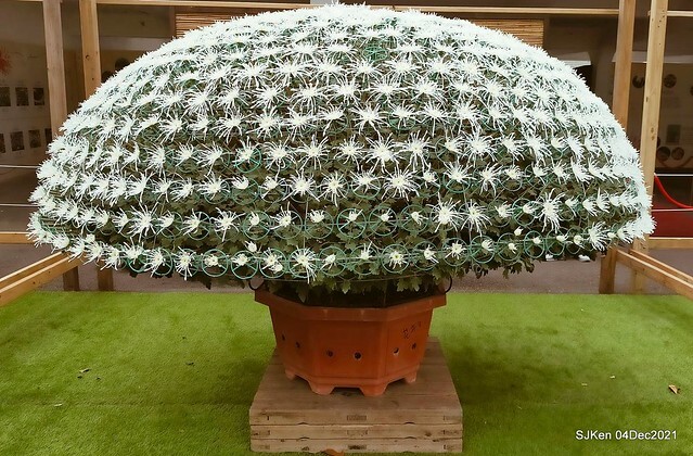 士林官邸2021「菊來運轉」花展 (Shilin Residence Chrysanthesmum Festival), Nov 26 ~ Dec 12, 2021, Taipei, Taiwan, SJKen, Dec 4, 2021.