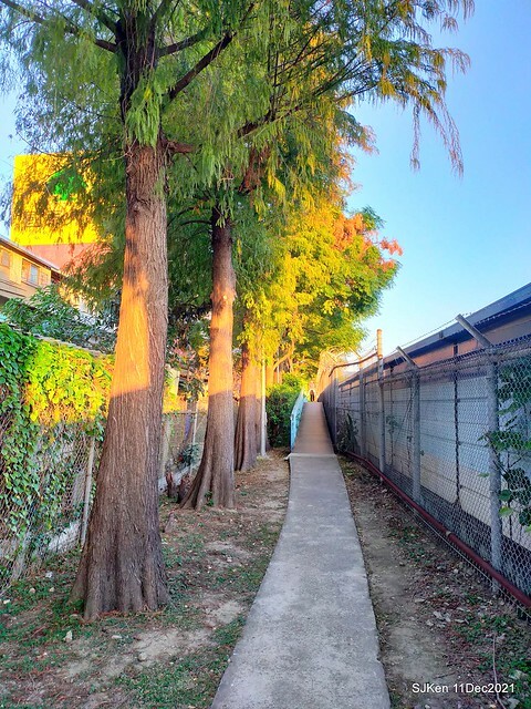Larix pine trail nearby Fuxinggang metro station, Taipei, Taiwan, SJKen, Dec 11, 2021.
