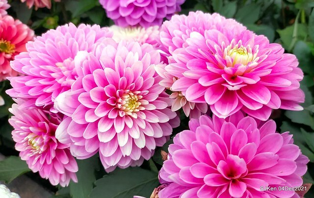 士林官邸2021「菊來運轉」花展 (Shilin Residence Chrysanthesmum Festival), Nov 26 ~ Dec 12, 2021, Taipei, Taiwan, SJKen, Dec 4, 2021.