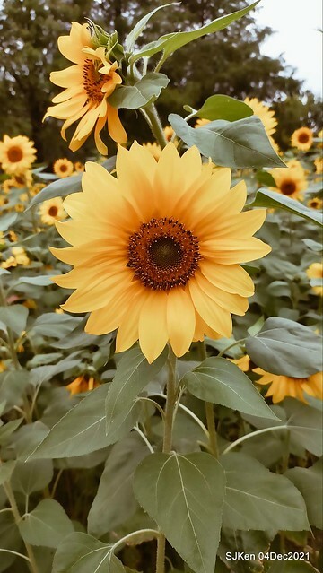 士林官邸2021「菊來運轉」花展 (Shilin Residence Chrysanthesmum Festival), Nov 26 ~ Dec 12, 2021, Taipei, Taiwan, SJKen, Dec 4, 2021.