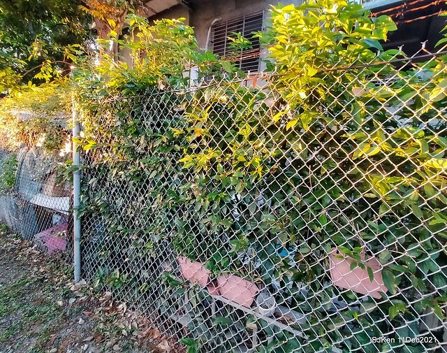Larix pine trail nearby Fuxinggang metro station, Taipei, Taiwan, SJKen, Dec 11, 2021.