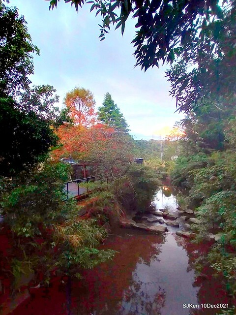 Larix pine garden plaza at Nangang, Taipei, Taiwan, SJKen, Dec 10, 2021.