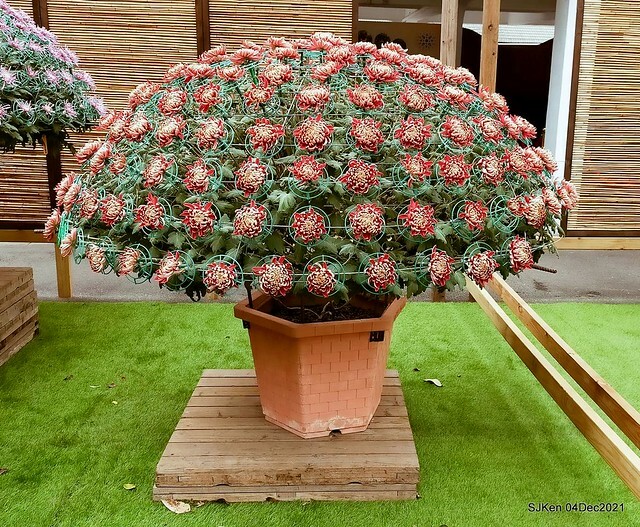 士林官邸2021「菊來運轉」花展 (Shilin Residence Chrysanthesmum Festival), Nov 26 ~ Dec 12, 2021, Taipei, Taiwan, SJKen, Dec 4, 2021.