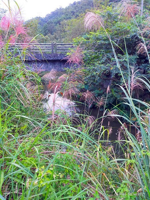 Larix pine garden plaza at Nangang, Taipei, Taiwan, SJKen, Dec 10, 2021.
