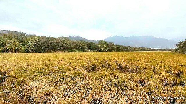 2021「熊愛關渡」稻草裝置藝術展(Bear art exhibition at Kuandu , Taipei, Taiwan, SJKen, Dec 1, 2021.