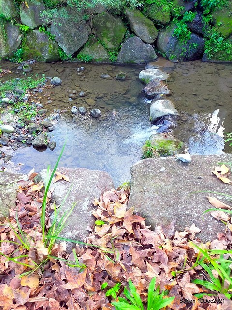 Larix pine garden plaza at Nangang, Taipei, Taiwan, SJKen, Dec 10, 2021.