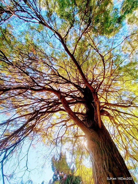 Larix pine at Bi-Hu garden, Taipei, Taiwan, SJKen, Dec 16,2021.