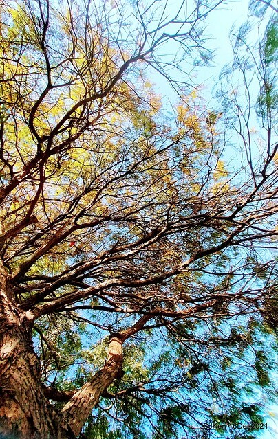 Larix pine at Bi-Hu garden, Taipei, Taiwan, SJKen, Dec 16,2021.