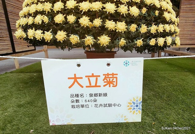 士林官邸2021「菊來運轉」花展 (Shilin Residence Chrysanthesmum Festival), Nov 26 ~ Dec 12, 2021, Taipei, Taiwan, SJKen, Dec 4, 2021.