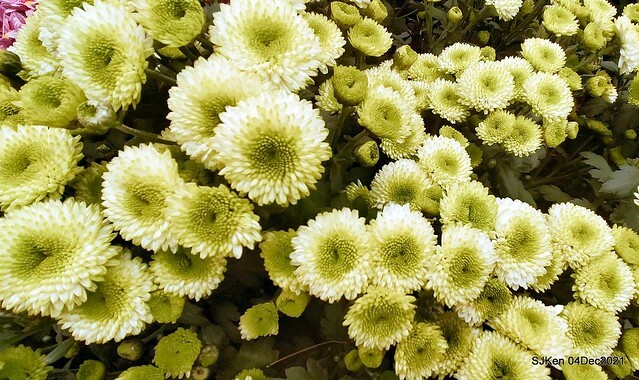 士林官邸2021「菊來運轉」花展 (Shilin Residence Chrysanthesmum Festival), Nov 26 ~ Dec 12, 2021, Taipei, Taiwan, SJKen, Dec 4, 2021.