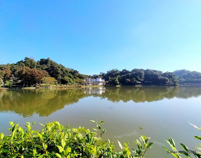 Larix pine at Bi-Hu garden, Taipei, Taiwan, SJKen, Dec 16,2021.