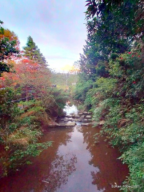 Larix pine garden plaza at Nangang, Taipei, Taiwan, SJKen, Dec 10, 2021.