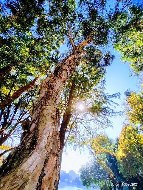 Larix pine at Bi-Hu garden, Taipei, Taiwan, SJKen, Dec 16,2021.