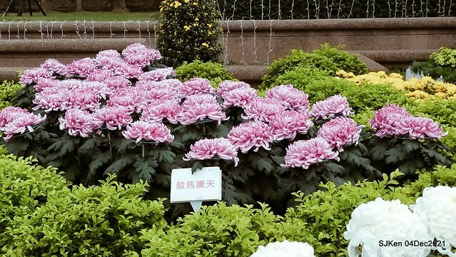 士林官邸2021「菊來運轉」花展 (Shilin Residence Chrysanthesmum Festival), Nov 26 ~ Dec 12, 2021, Taipei, Taiwan, SJKen, Dec 4, 2021.