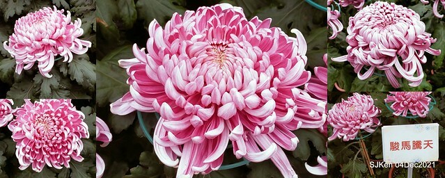 士林官邸2021「菊來運轉」花展 (Shilin Residence Chrysanthesmum Festival), Nov 26 ~ Dec 12, 2021, Taipei, Taiwan, SJKen, Dec 4, 2021.