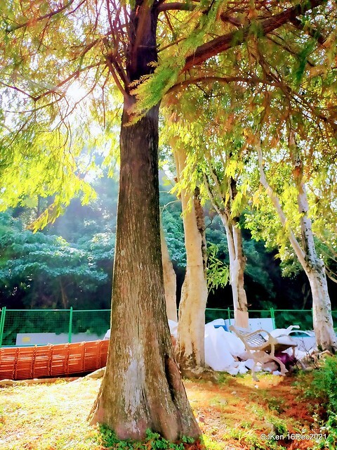 Larix pine at Bi-Hu garden, Taipei, Taiwan, SJKen, Dec 16,2021.