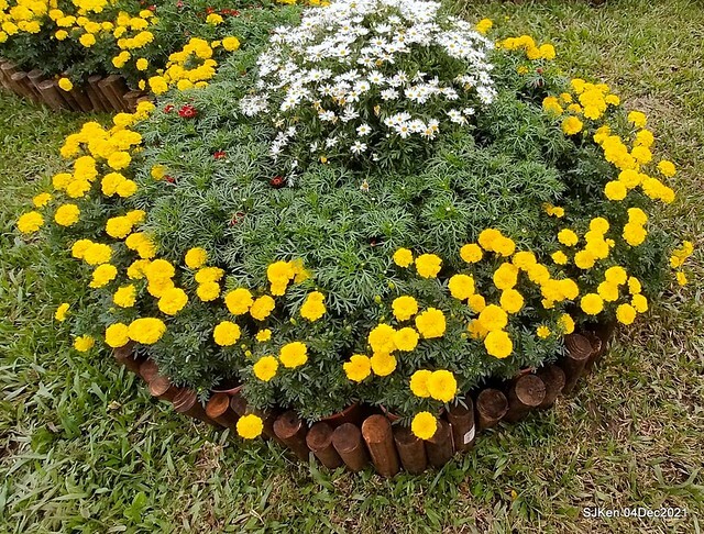 士林官邸2021「菊來運轉」花展 (Shilin Residence Chrysanthesmum Festival), Nov 26 ~ Dec 12, 2021, Taipei, Taiwan, SJKen, Dec 4, 2021.