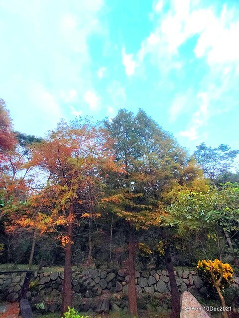 Larix pine garden plaza at Nangang, Taipei, Taiwan, SJKen, Dec 10, 2021.