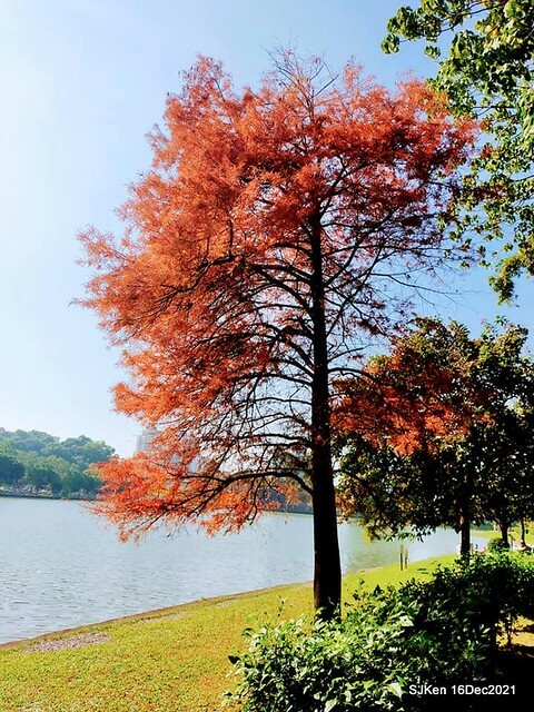 Larix pine at Bi-Hu garden, Taipei, Taiwan, SJKen, Dec 16,2021.