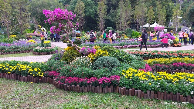 士林官邸2021「菊來運轉」花展 (Shilin Residence Chrysanthesmum Festival), Nov 26 ~ Dec 12, 2021, Taipei, Taiwan, SJKen, Dec 4, 2021.