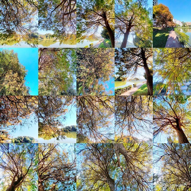 Larix pine at Bi-Hu garden, Taipei, Taiwan, SJKen, Dec 16,2021.