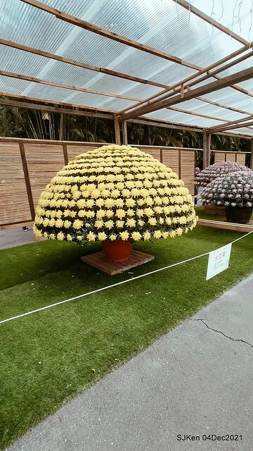 士林官邸2021「菊來運轉」花展 (Shilin Residence Chrysanthesmum Festival), Nov 26 ~ Dec 12, 2021, Taipei, Taiwan, SJKen, Dec 4, 2021.
