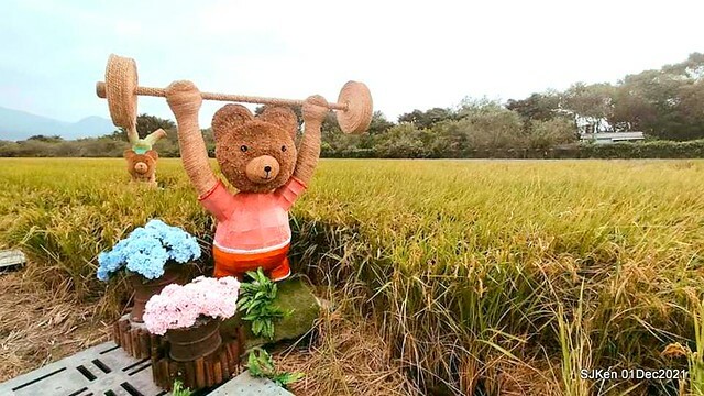 2021「熊愛關渡」稻草裝置藝術展(Bear art exhibition at Kuandu , Taipei, Taiwan, SJKen, Dec 1, 2021.